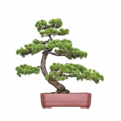 松树盆景