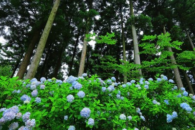 绣球花在森林里开花