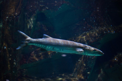 梭鱼(Sphyraena barracuda)
