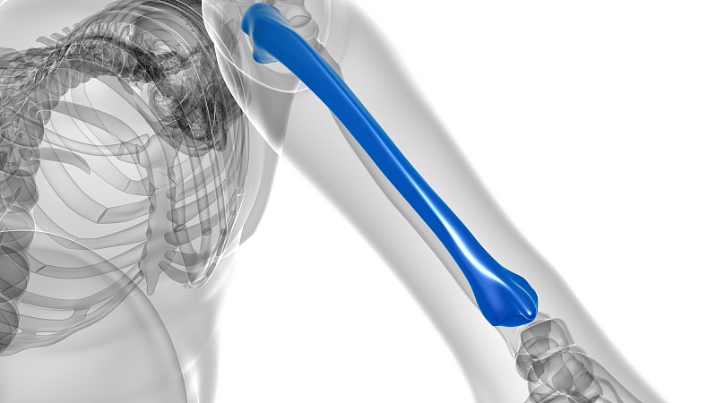 人体骨骼解剖学尺骨骨3D渲染