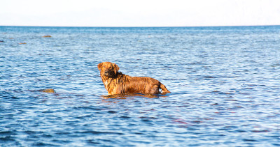 海中的金毛寻回犬