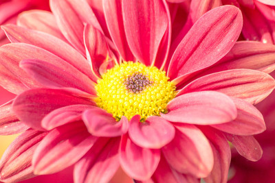 ์ 菊花