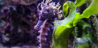咸水水族缸中地中海海马的剖面图-口状海马