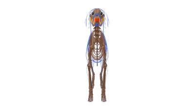颊肌犬肌解剖医学概念3D][][.，。