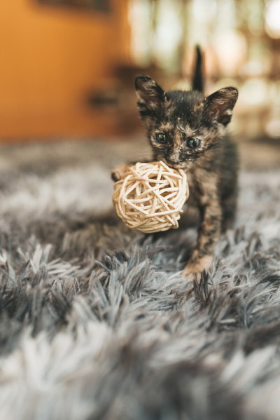 特写可爱的三色小猫躺在地毯上