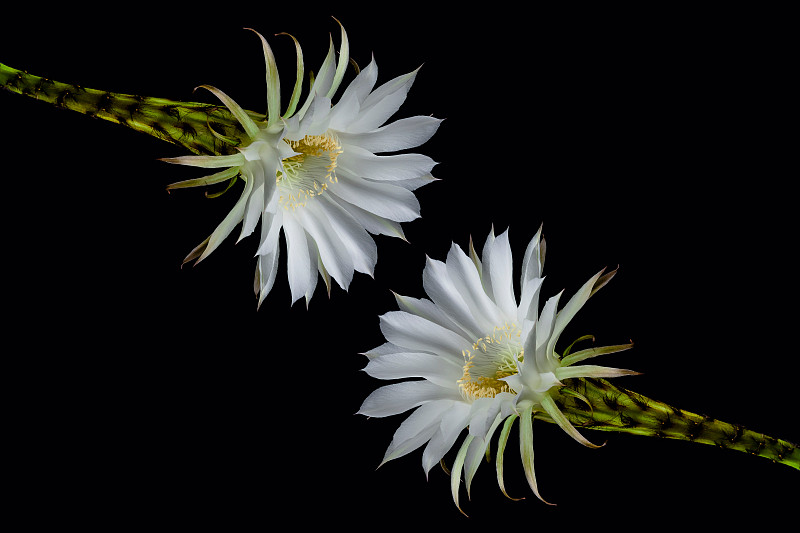 昙花
