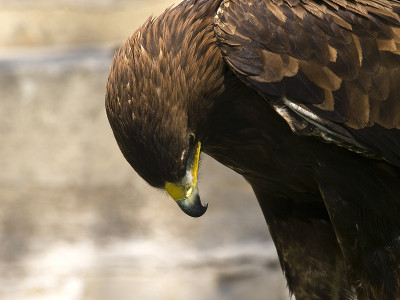 Aquila Chrysaetos