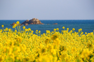 油菜花和大海