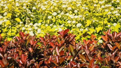 灌木红叶石楠(Photinia fraseri ' red Robin')的美丽的红色叶子和红叶石楠