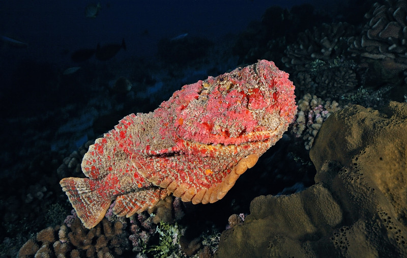 synanceia verrucosa / STONEFISH