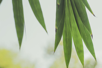 绿叶自然墙纸