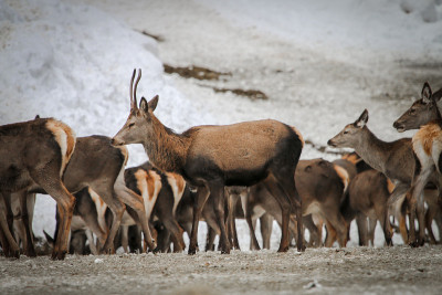 赫希Cervus Elaphus