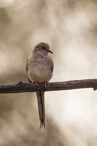 钻石鸽子(Geopelia cuneata)