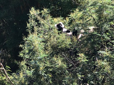 黑白相间的斑狐猴是斑狐猴的一种，是马达加斯加岛特有的两种狐猴之一。狐猴科。
