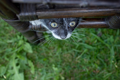 小猫玩。