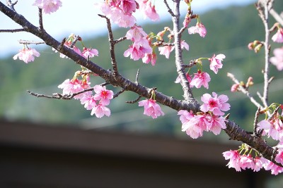樱花