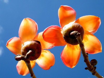 2011年，Ramat Gan Wolfson公园的木棉花