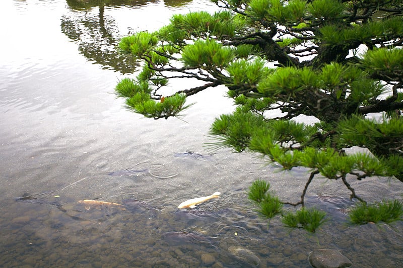 日本鲤鱼鱼