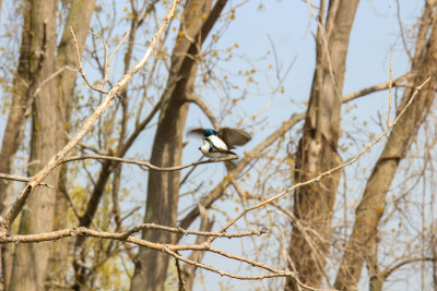 series of photos showing tree swallow birds mating