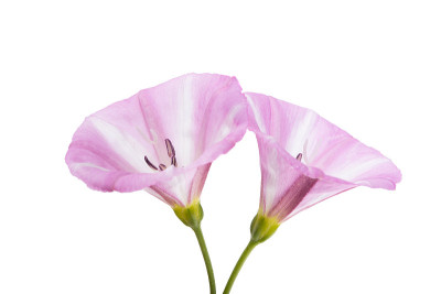 旋花类花孤立