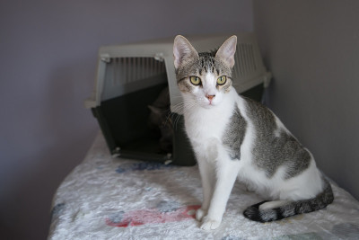 猫
