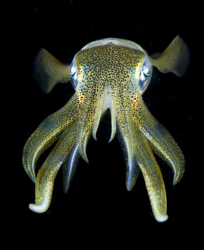 深海生物。