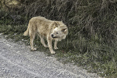 猎犬植被
