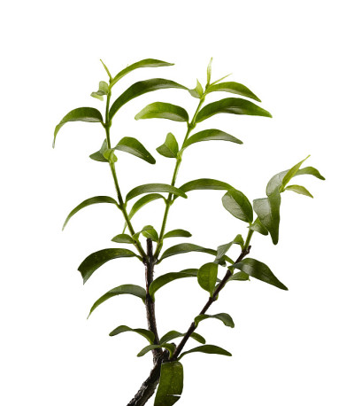 树枝