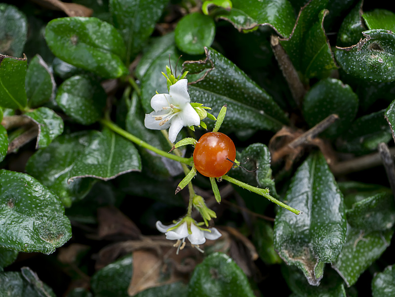 靠近尤金茶花和水果。