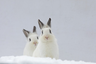 雪地里的两只白兔