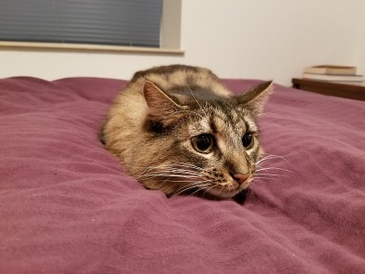 可爱的小猫与大眼睛凝视和准备扑