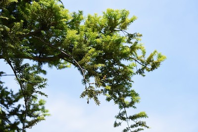 日本torreya树