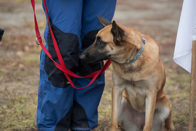 一只警犬在它的训犬手旁边