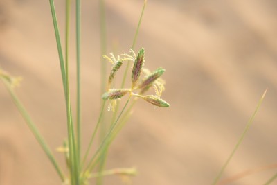RC越野车在沙漠