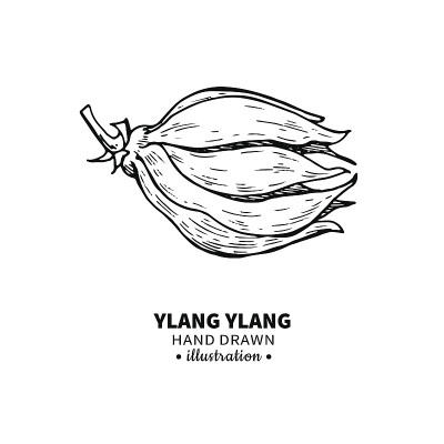 依兰依兰矢量图。孤立的我的复古插图