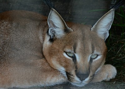 年轻的野猫肖像