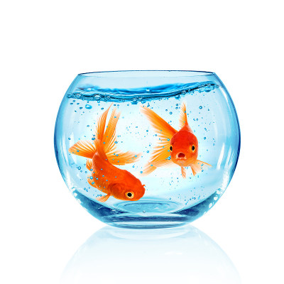 金鱼在水族馆