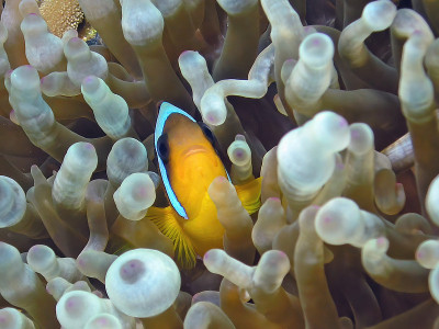 埃及的一种红海海葵鱼(海葵海葵属)