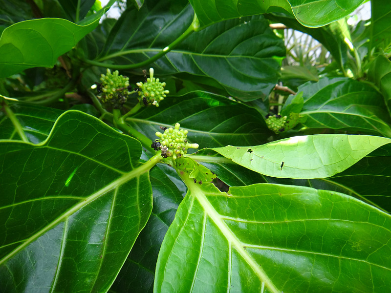 诺丽植物上的昆虫