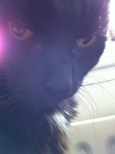 黑猫