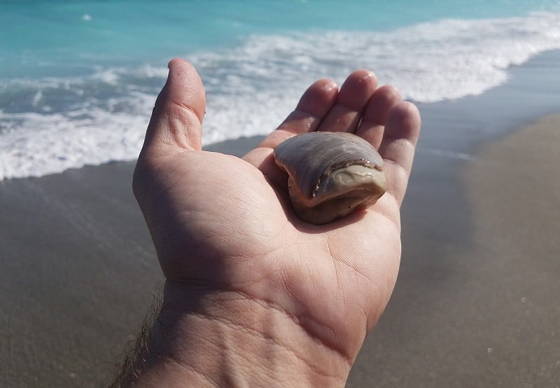 手捧贝壳在有浪的海滩上