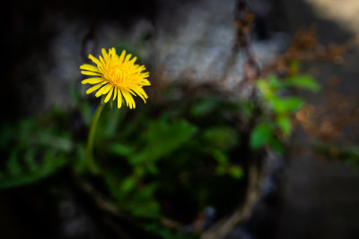 后院的花园春天开花