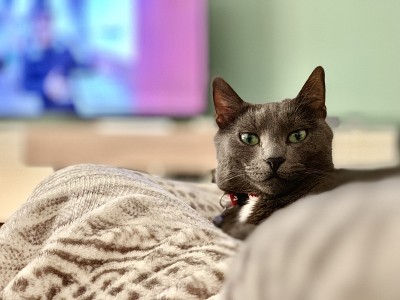 俄罗斯蓝猫的肖像
