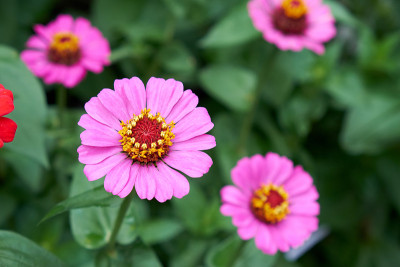 Zinnia盛开