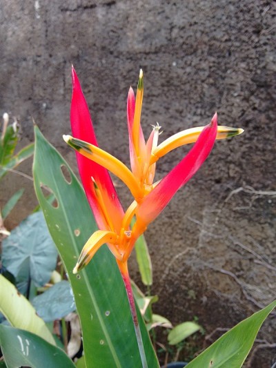 苍仙花-橙红色的花