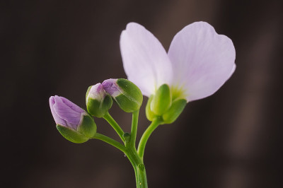 草苁蓉、杜鹃花、杜鹃花蕾和花蕾