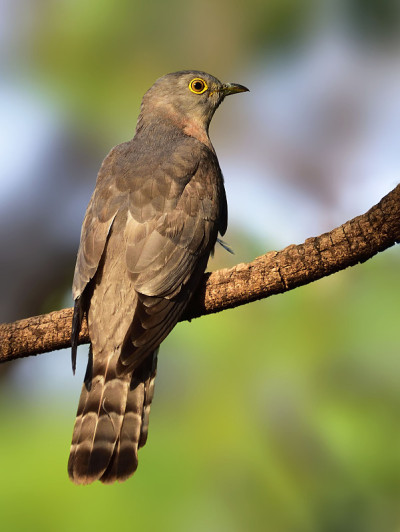 常见hawk-cuckoo