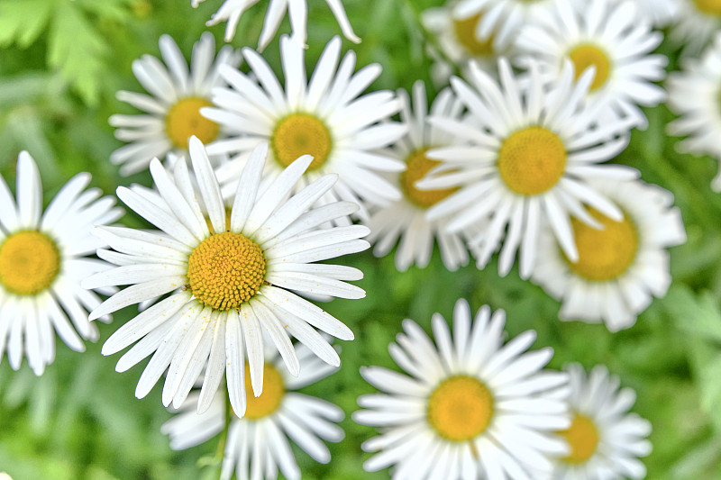 美丽的菊花花蕾作为夏天的背景。