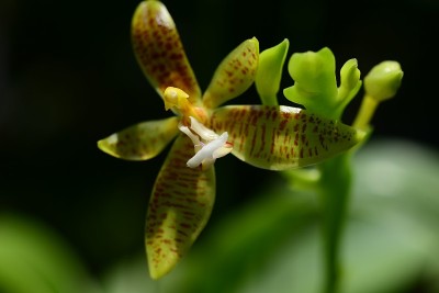 兰花