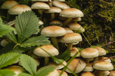 野生蘑菇菌丝瘤的细节